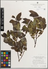 Foto von Salix mielichhoferi Saut. x Salix myrsinifolia Salisb.